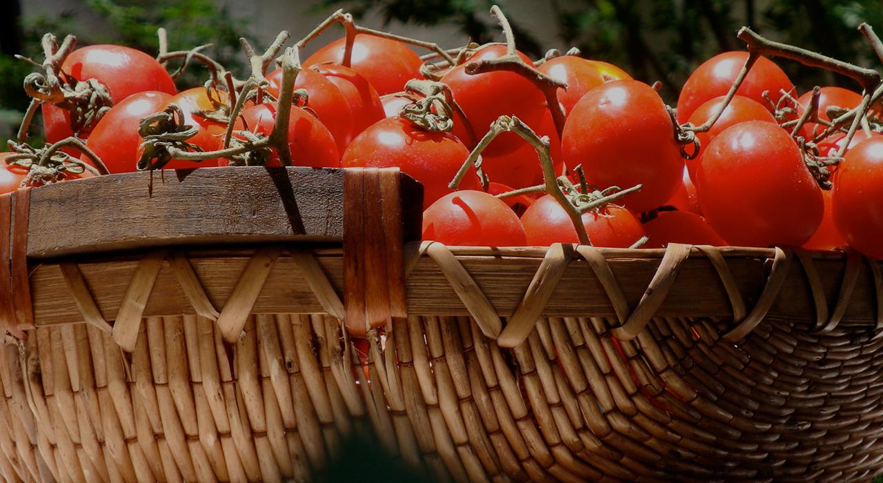 tomatoes