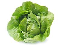 LECHUGA MANTECOSA