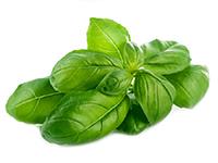 ALBAHACA