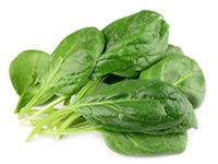 ESPINACA