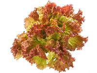 LECHUGA MORADA