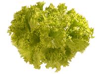 LECHUGA FRANCESA