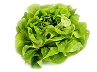 LECHUGA CRIOLLA