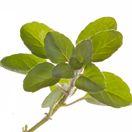 OREGANO FRESCO