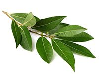 LAUREL