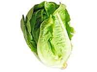 LECHUGA CRIOLLA