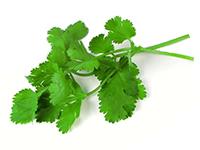 CILANTRO FRESCO