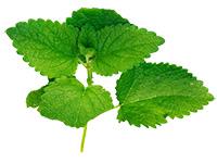 MENTA FRESCA